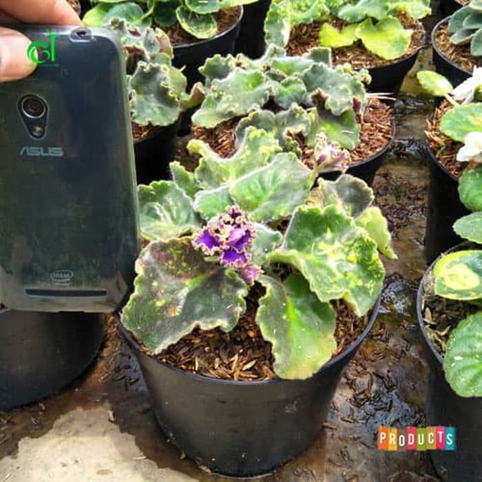 Tanaman Violces bunga biru tumpuk (african violets blue double)