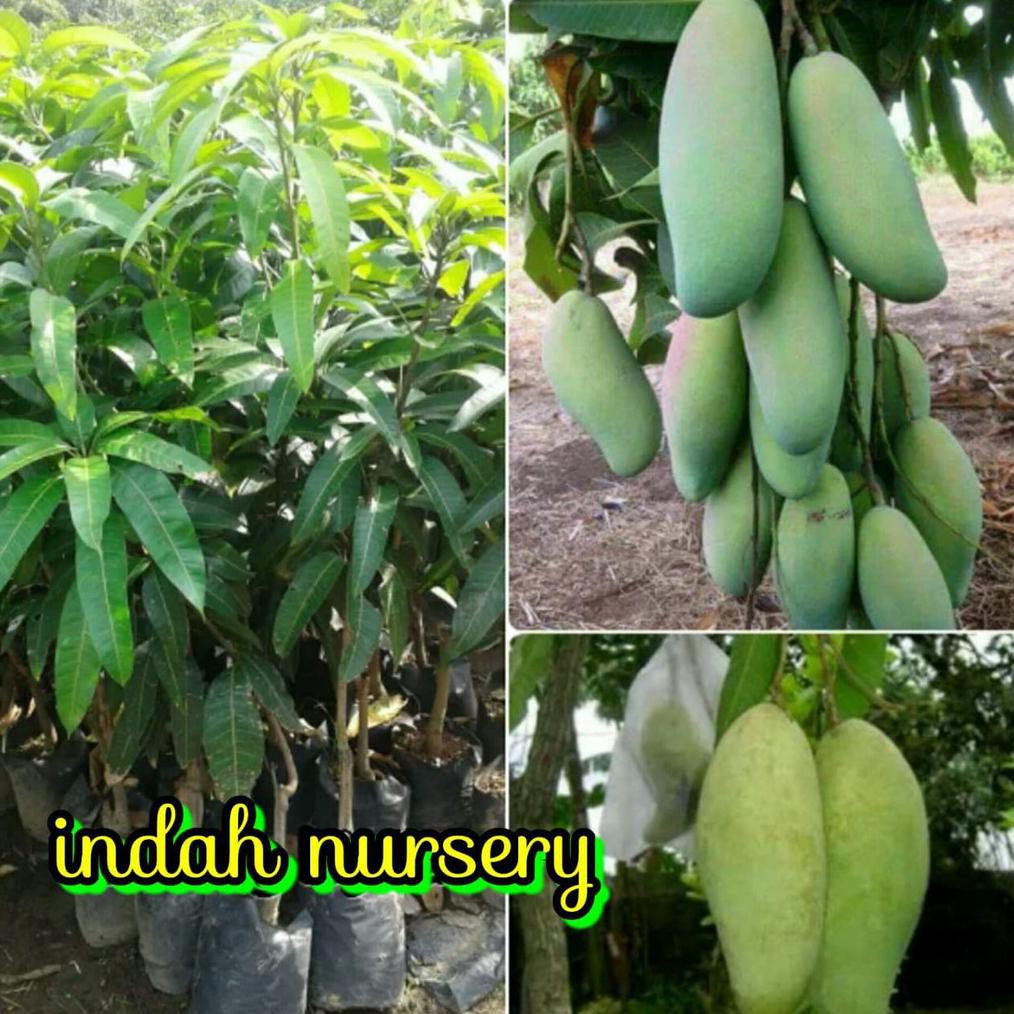 Paket 4 Jenis Bibit Buah Tanaman Mangga,Garifta,Yuwen,Chokanan,Irwin