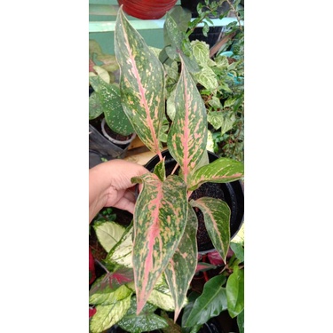 Aglonema Gatot Kaca isi Dua Foto Asli