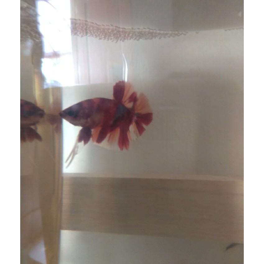 

Koi yellow multi color