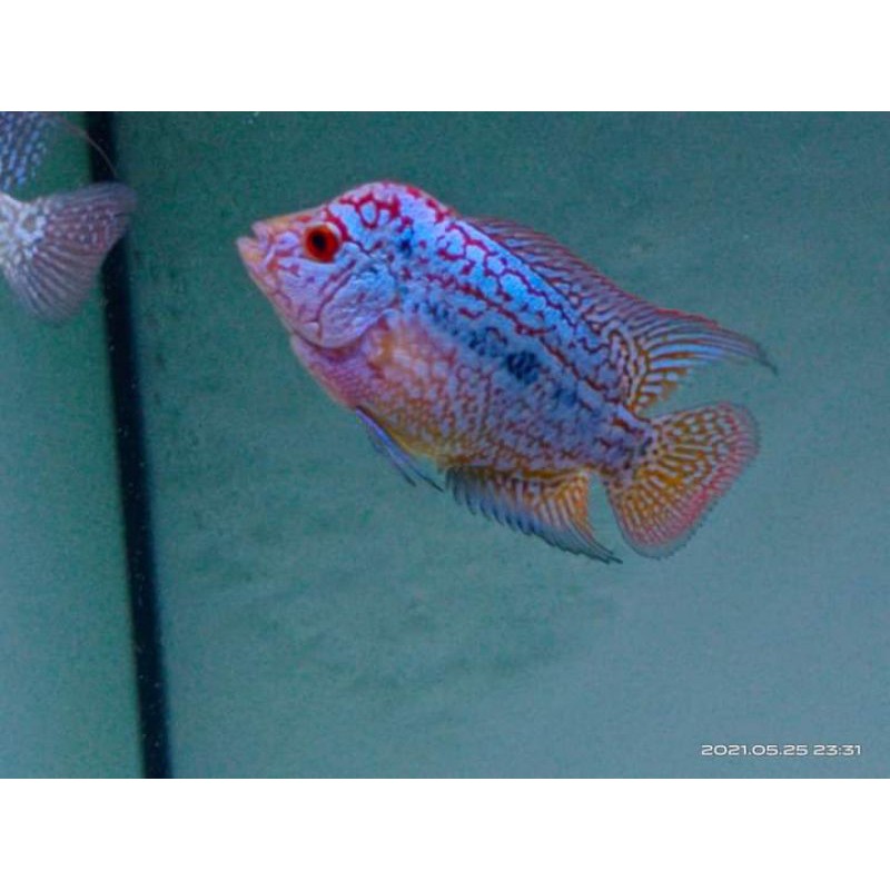 Ikan Louhan Kamfa F3/GB 4-6CM (COD)