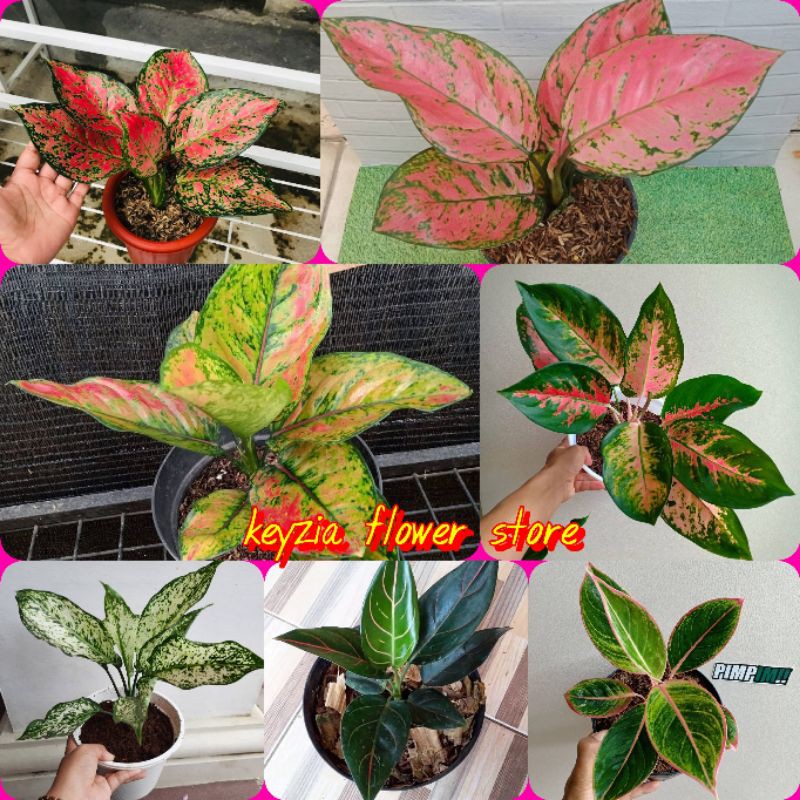 paket 7 jenis aglonema lokal