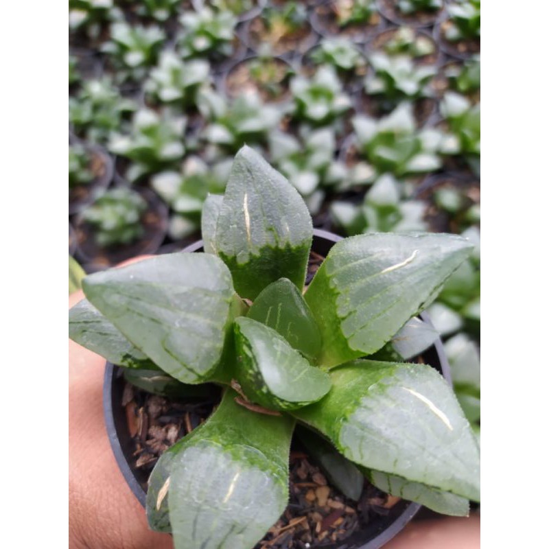 Haworthia silver mutica