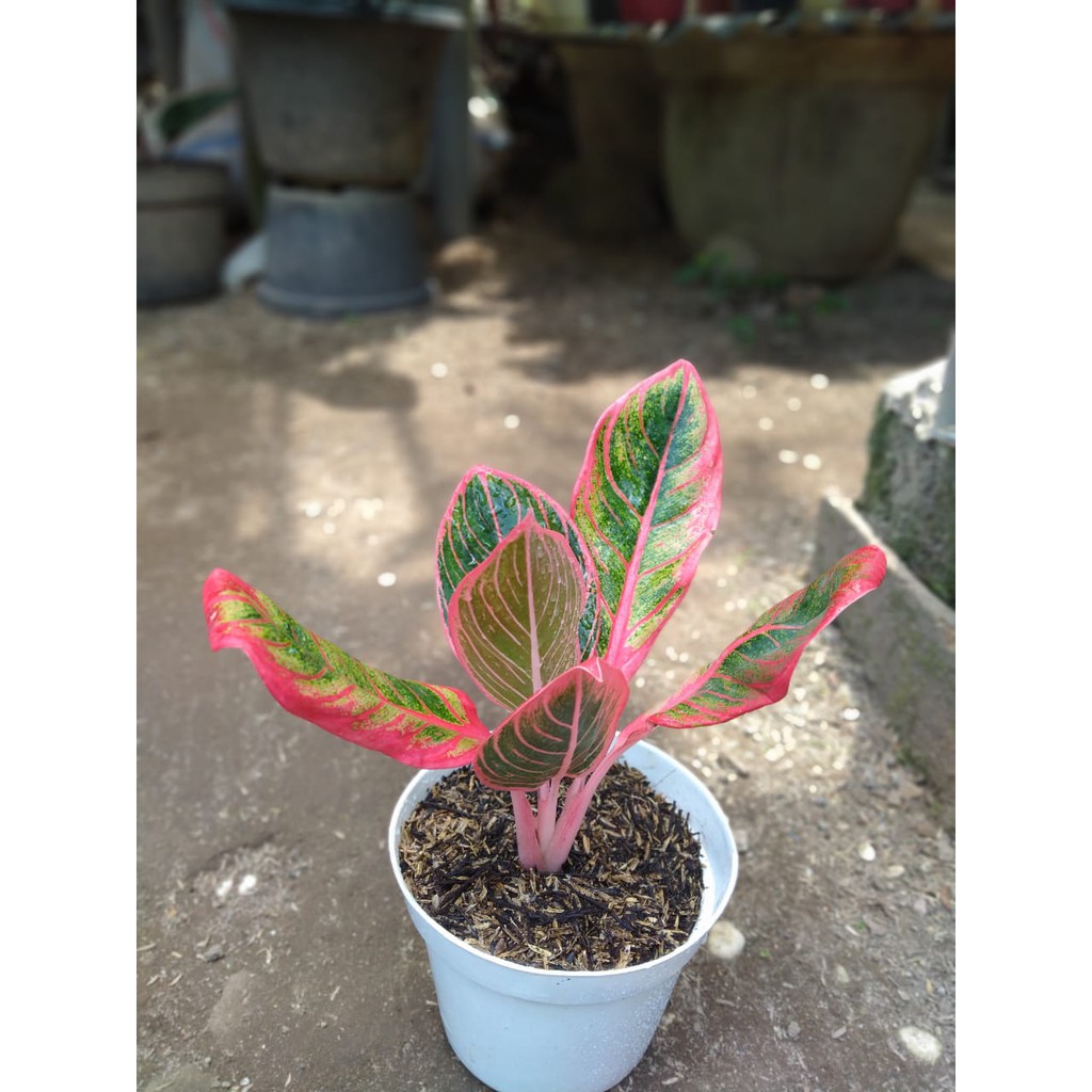 Tanaman Hias Indoor Aglonema Aglaonema Kanza