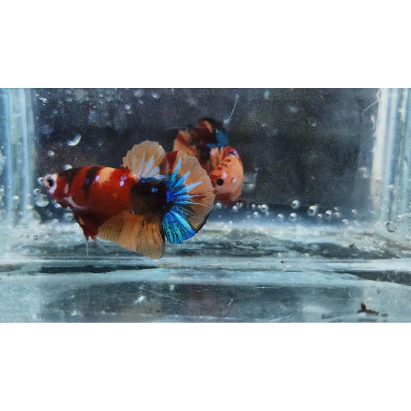 cupang yellow base multycolor