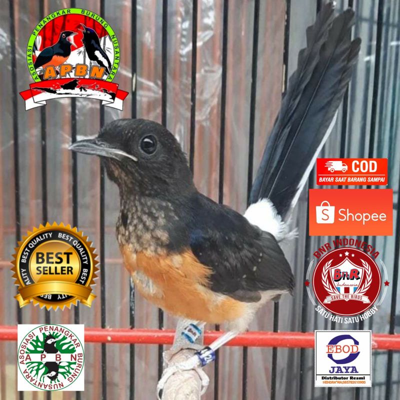 MURAI TROTOL BAHOROK BODY SUPER RING APBN RING BNR