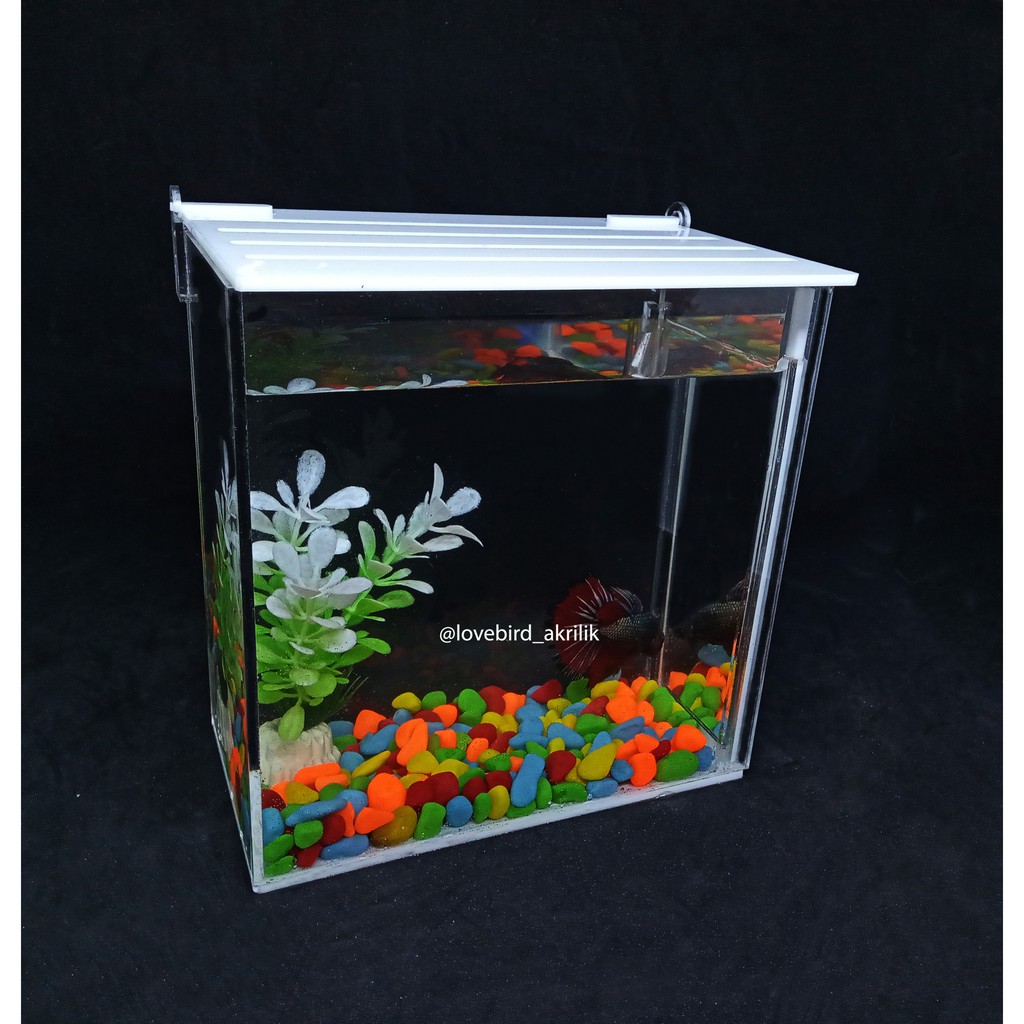 38 Desain Aquarium Mini Aquarium Ikan Cupang Minimalis Png Contoh aquarium mini unik