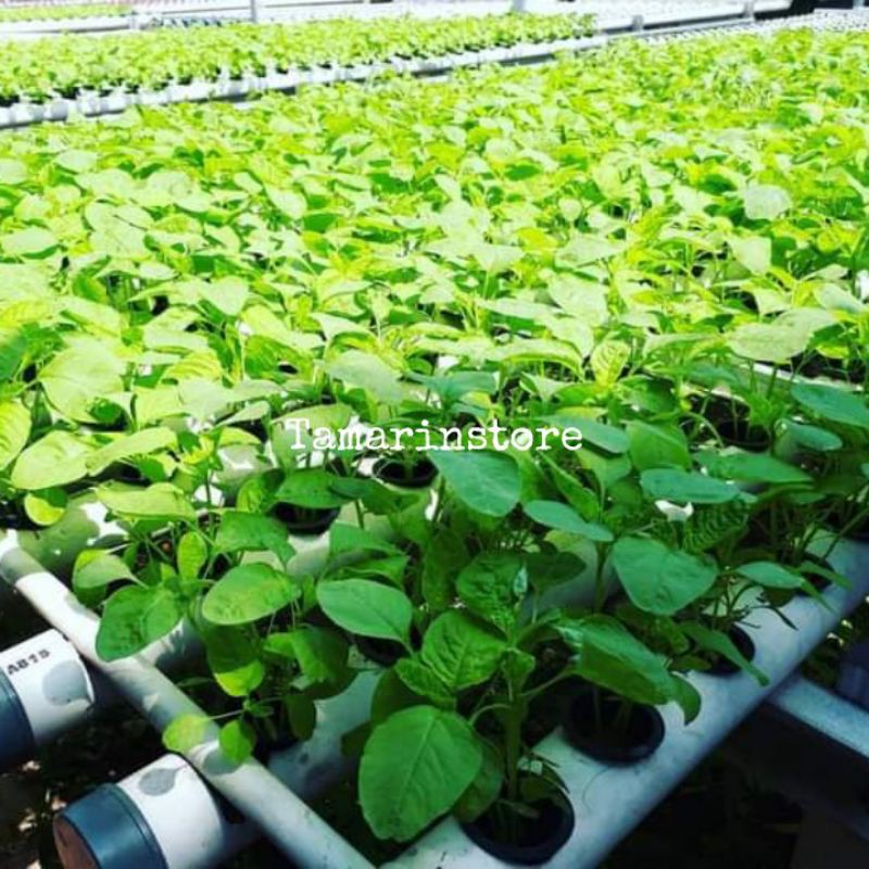 Biji Benih Bayam Hijau F1 Berkualitas Sayur sayuran - 100 Biji