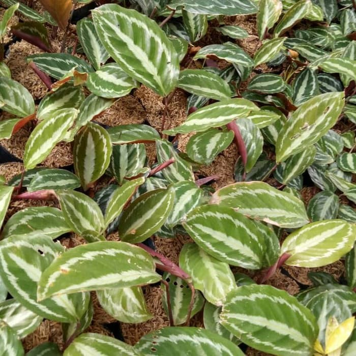 tanaman hias calathea silver back