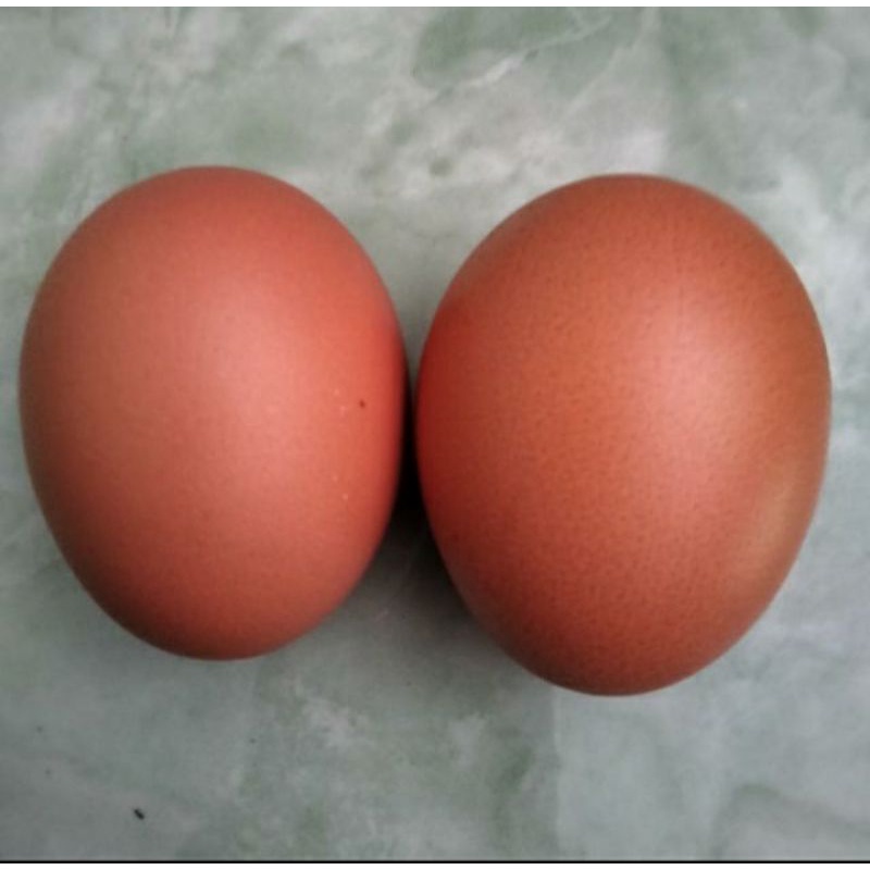 

TELUR AYAM NEGRI MURAH