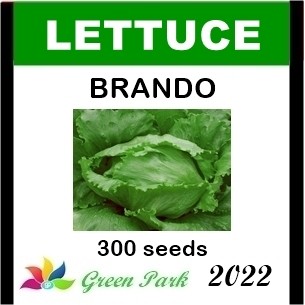 Benih Selada Hijau Brando Pack 300 Biji