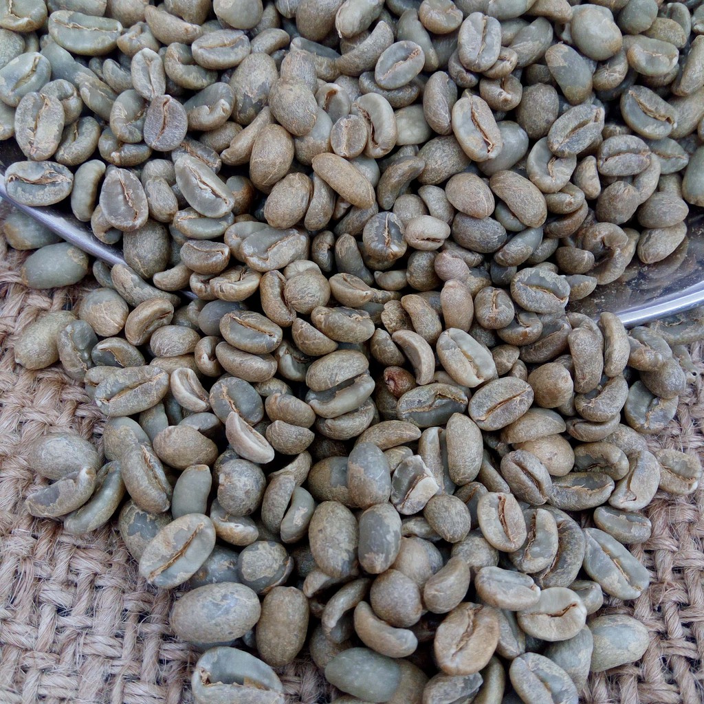 

Kopi Organik Green Beans Kopi Organik Arabika Pangauban
