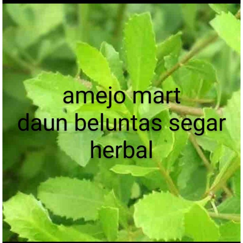 

PROMO DAUN BELUNTAS LUNTAS SEGAR HERBAL