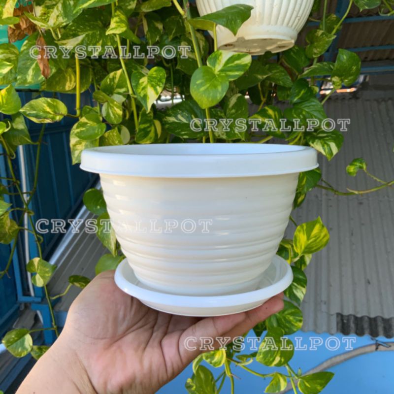 Pot bunga tanaman tawon putih kuping 17cm + tatakan putih