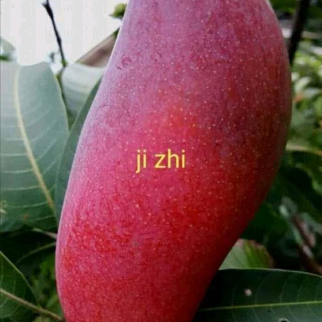 bibit mangga ji zhi super import - WISATA AGROTANI