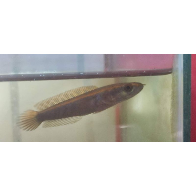 channa red seruyan baby