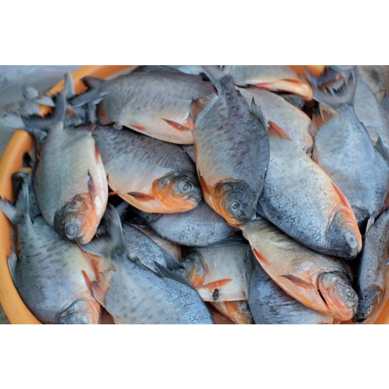 

Ikan Bawal Fresh 1kg