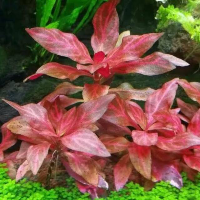 Altenanthera Renicki Rosanervig ( Tanaman Aquascape Tanpa Co2 )