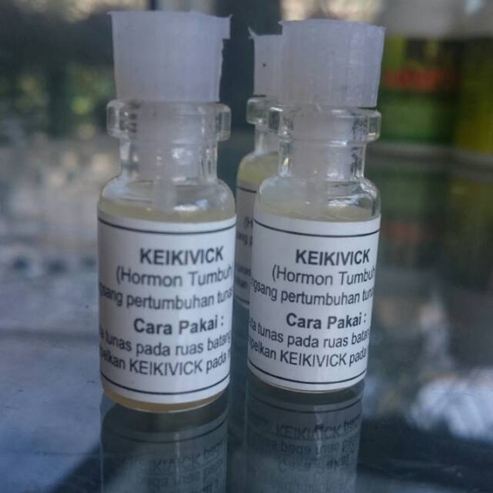 Hormon Pertumbuhan Tunas Anggrek KeikiVick