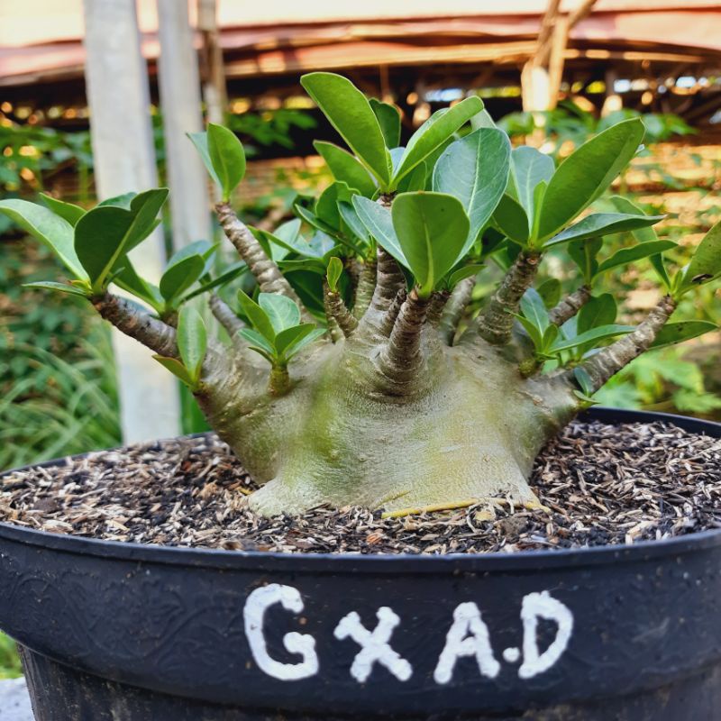 Adenium godji x ara dankwean