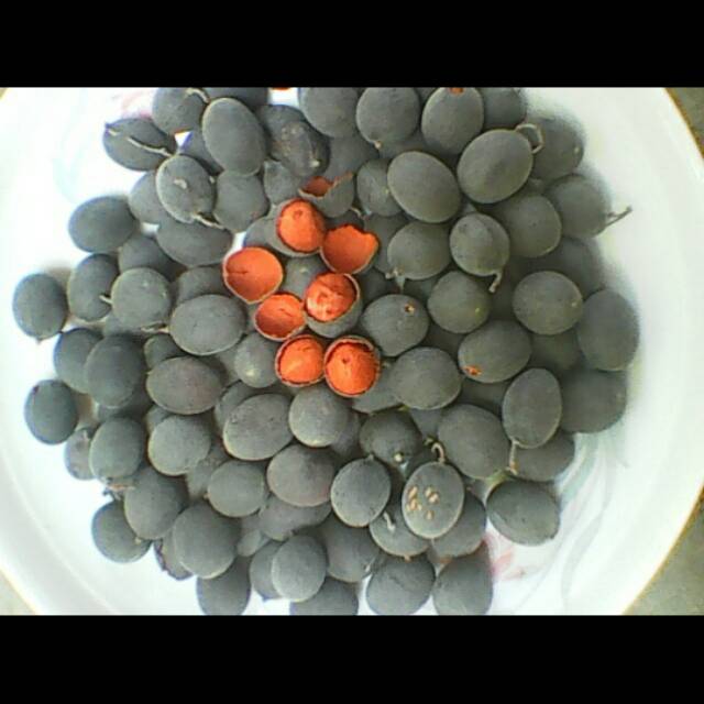 

Buah keranji/asam keranji/buah langka