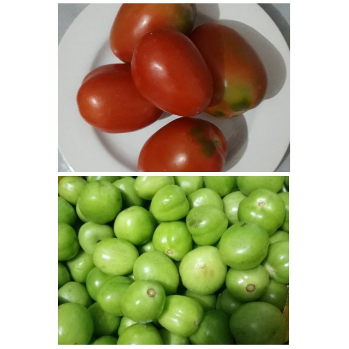 

Tomat Merah Hijau