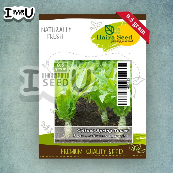 Bibit-Biji Selada Wangi Batang Besar Celtuce Spring Tower (Haira Seed