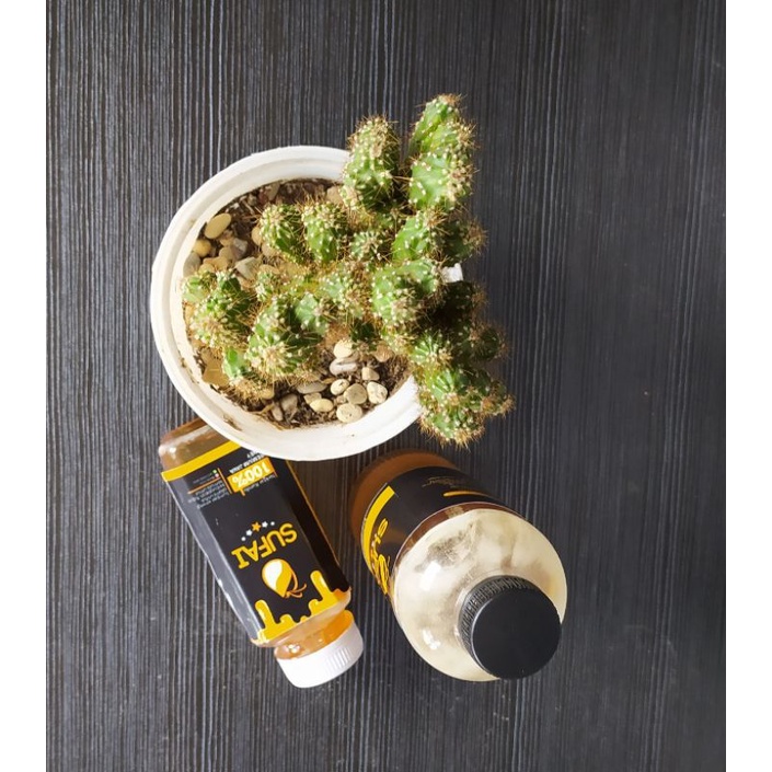 

Madu Sufai Untuk Kekebalan Tubuh 100% Murni