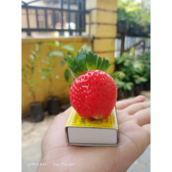 Bibit strawberry jumbo super manis