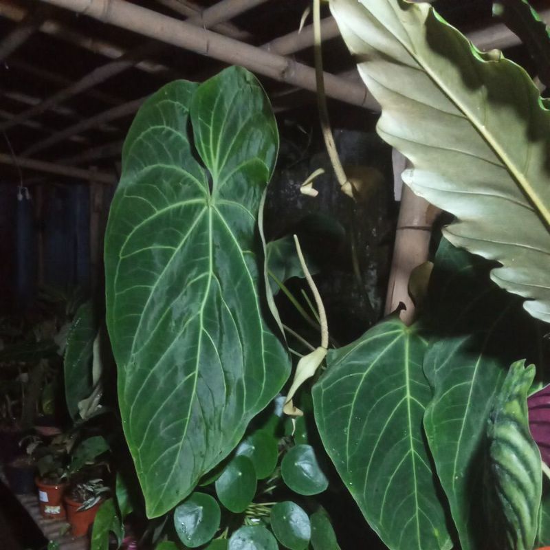 anthurium magnificum verde
