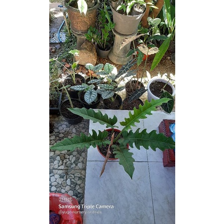 philodendron ring of fire philo gergaji daun lebar philo green saw