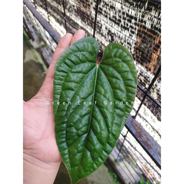 Tanaman Hias Anthurium Sirih daun 1+ besar Real Pict