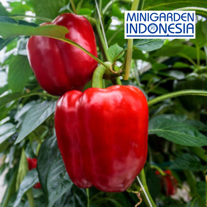 Jual 5 Benih Paprika Merah Red Star F1 Bibit Tanaman Sayur Sayuran