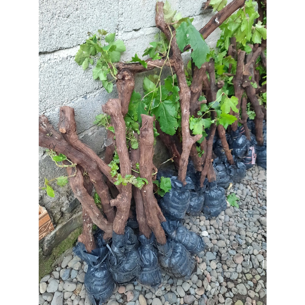 CUTTING BONGGOLAN ANGGUR  KALUS