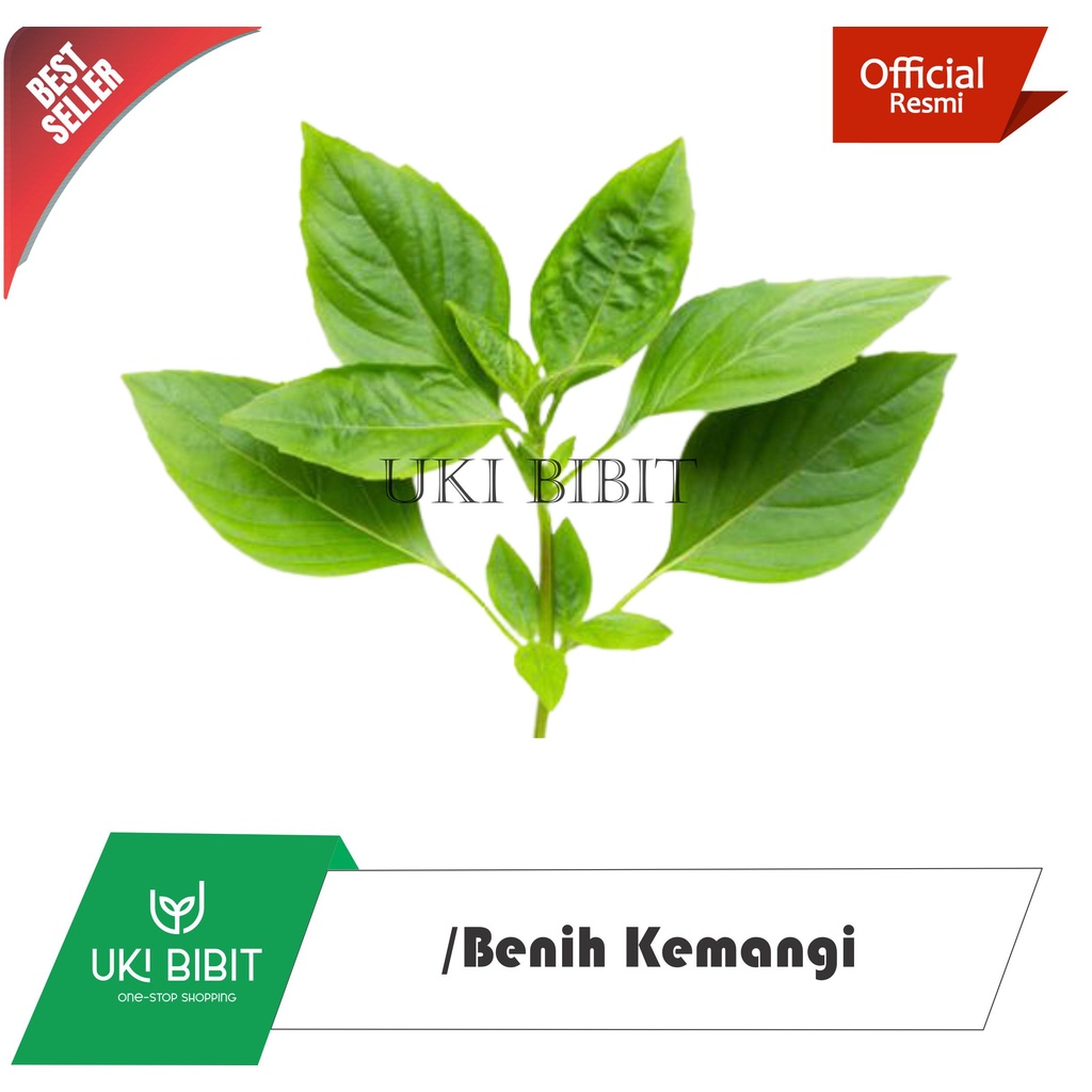 

( 100 Gram ) Benih Kemangi