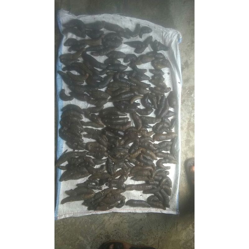 

TERIPANG BASAH ASLI SULAWESI (teripang gosok)