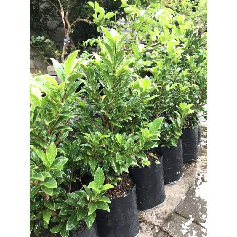 Bonsai Elegant ficus elegant