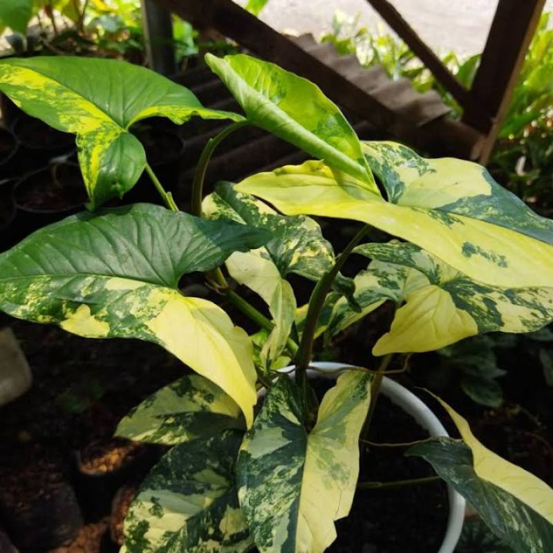 Syngonium Variegata Yellow / kuning