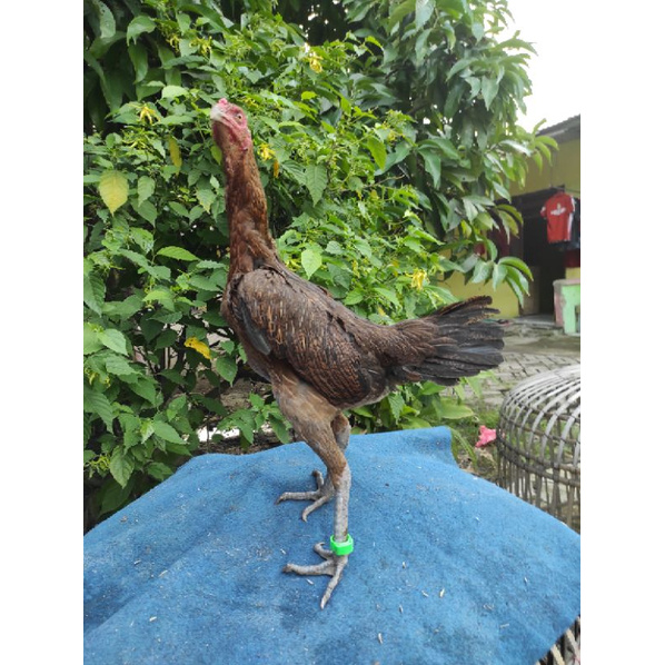 Ayam indukan Birma Mangon