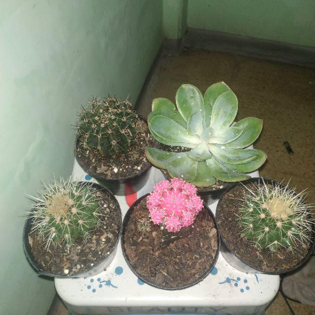 Kaktus Echinopsis Ownroot + Pot