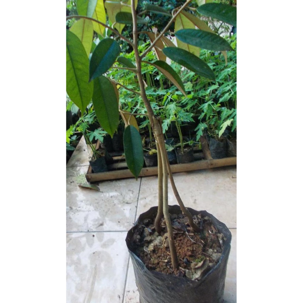 Benih Durian Montong