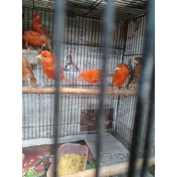 burung kenari black red atw silver red impor gacoran