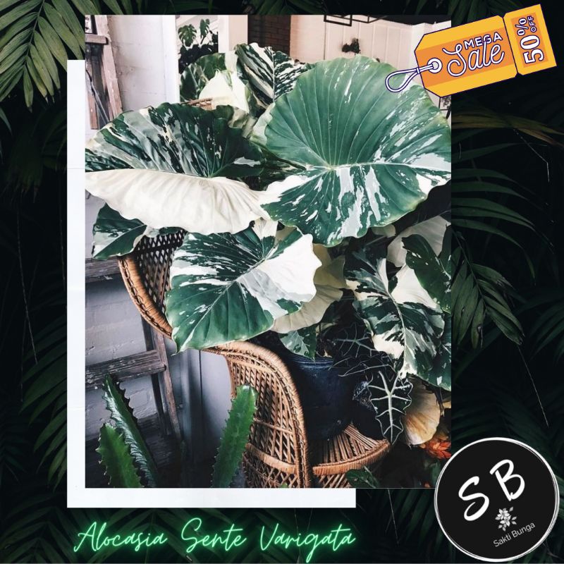 Alocasia Macrorrhiza Variegata / Sente Varigata