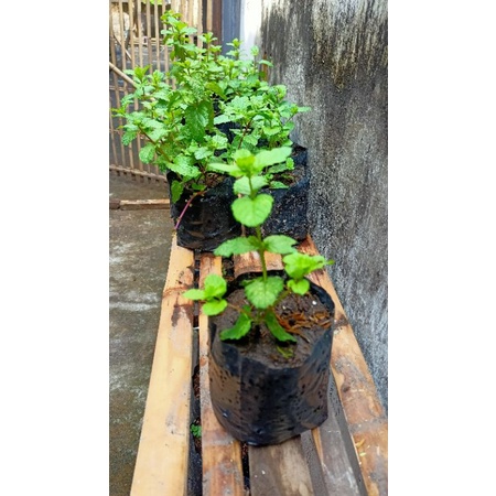 

Bibit Daun Mint Organik / Mint Garnish