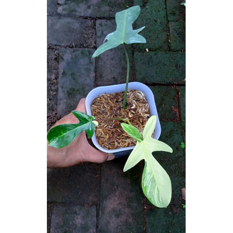 Philodendron Florida Beauty Varigata