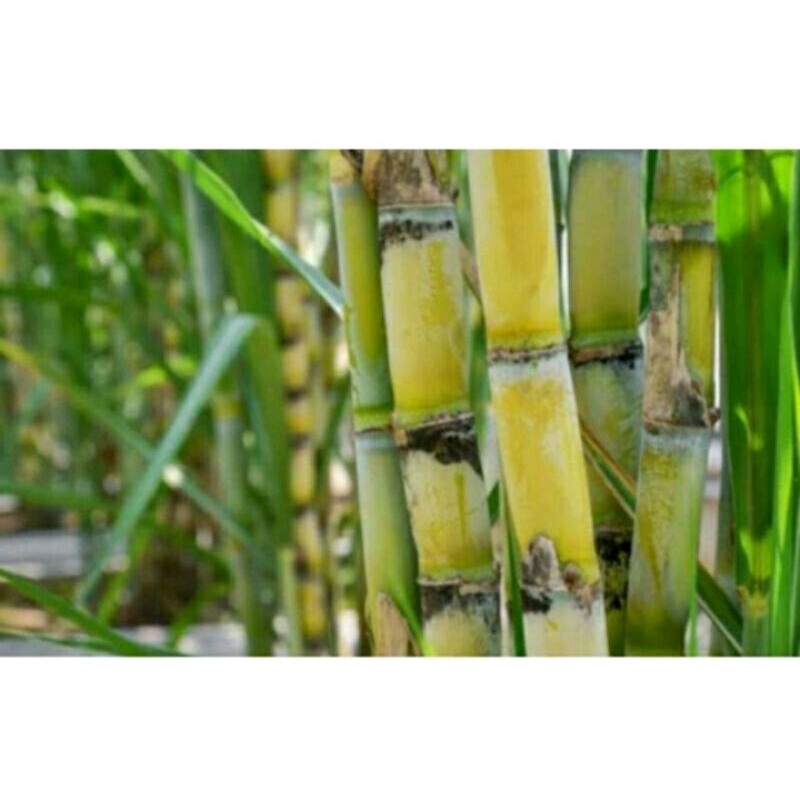 Tebu kuning manis,tebu siap tanam