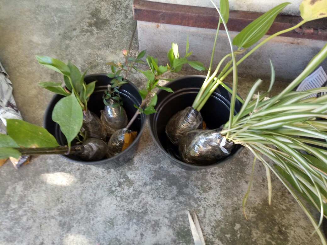 Tanaman Hias Melati Air