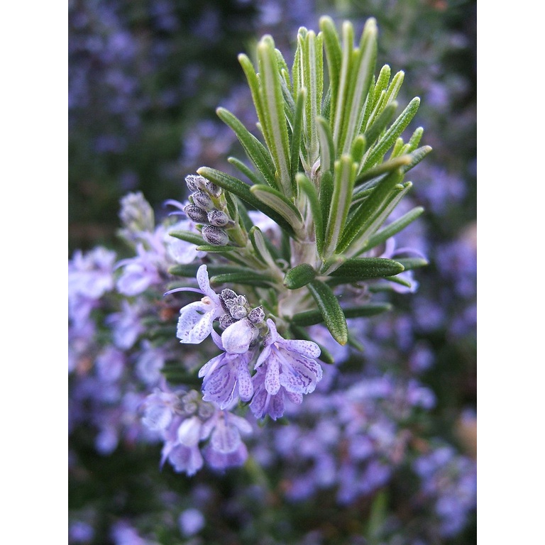 Benih Bibit Biji - Bunga Rosemary (Salvia rosmarinus) Rosemari Herb Seeds - IMPORT
