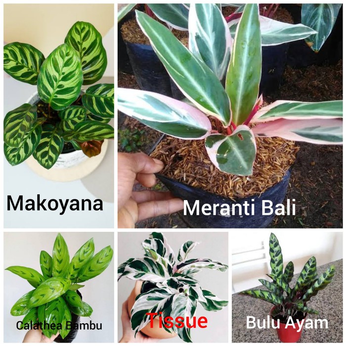 Paket 5 Tanaman Hias Calathea