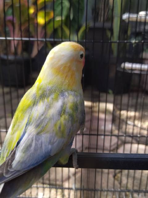 Burung Lovebird Lakbet Hs Halfsider Shopee Indonesia